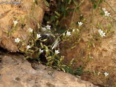 Arenaria deflexa