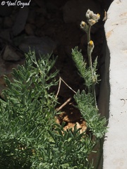 Biebersteinia multifida