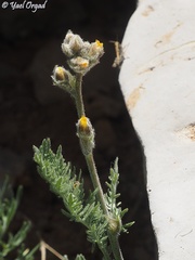 Biebersteinia multifida