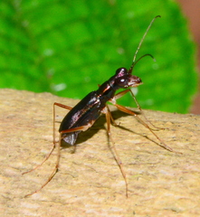 Physodeutera