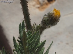 Biebersteinia multifida