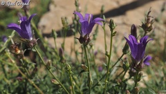 Campanula stricta