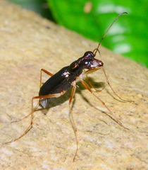 Physodeutera