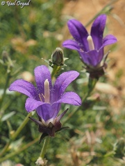 Campanula stricta