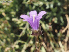Campanula stricta