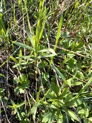 Achillea salicifolia