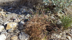 Ayenia compacta