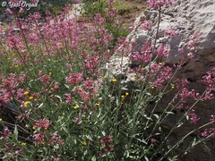 Centranthus longiflorus