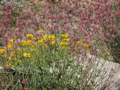Centranthus longiflorus