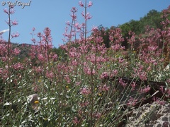 Centranthus longiflorus