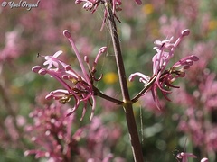 Centranthus longiflorus