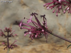 Centranthus longiflorus
