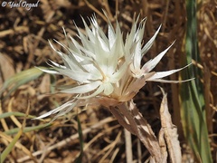 Chardinia orientalis