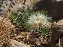 Chardinia orientalis