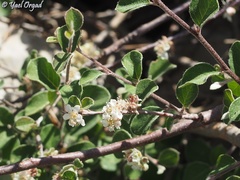 Cotoneaster nummularius