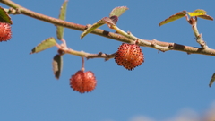 Ayenia compacta