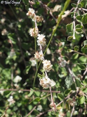 Cotoneaster nummularius