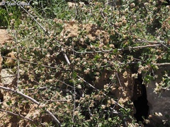 Cotoneaster nummularius