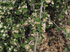 Cotoneaster nummularius