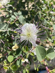 Capparis spinosa