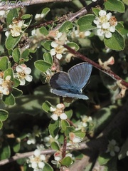 Kretania nichollae