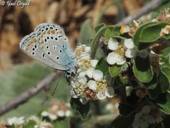 Kretania nichollae