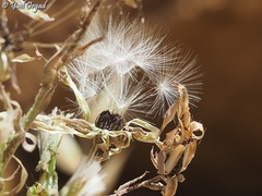 Lactuca tuberosa