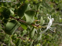 Lonicera arborea