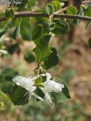 Lonicera arborea