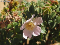 Rosa pulverulenta