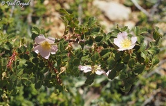 Rosa pulverulenta