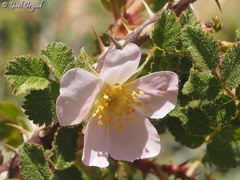 Rosa pulverulenta