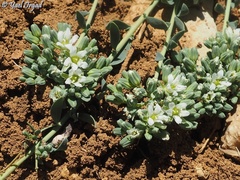 Telephium imperati