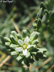 Telephium imperati