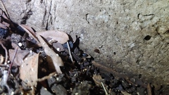 Myrmecophilus pergandei