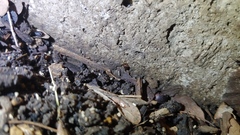 Myrmecophilus pergandei