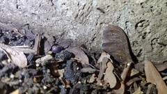 Myrmecophilus pergandei
