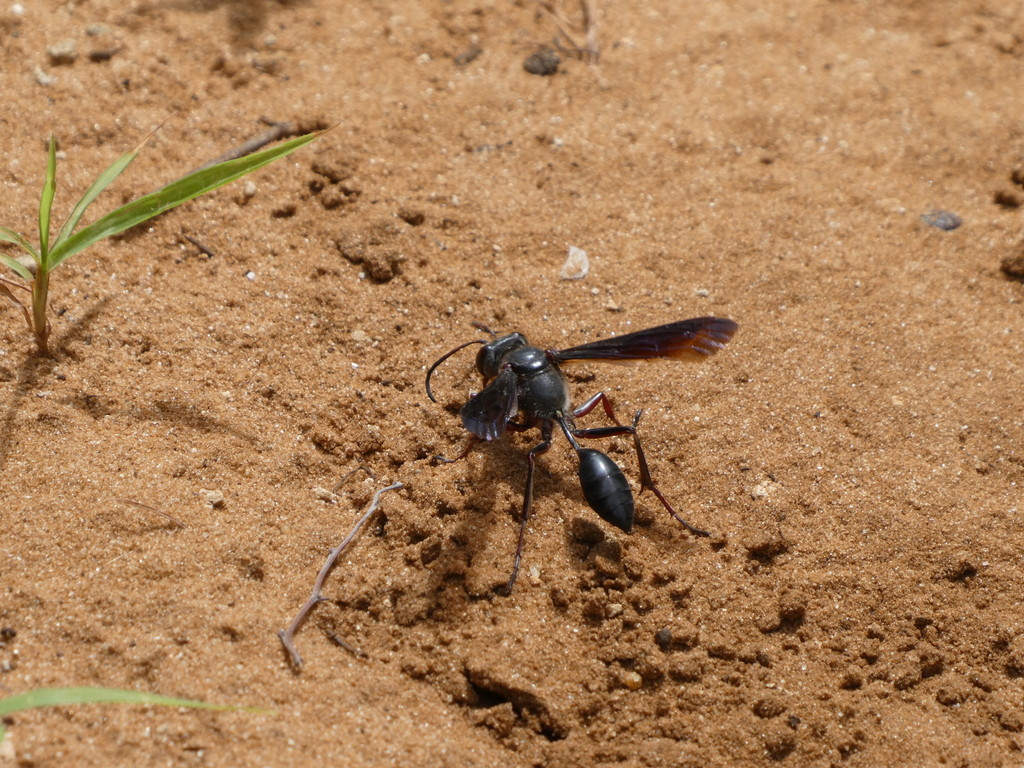 Charcoal Digger Wasp