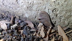 Myrmecophilus pergandei