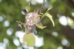 Cynanthus latirostris