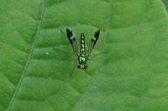 Condylostylus nebulosus