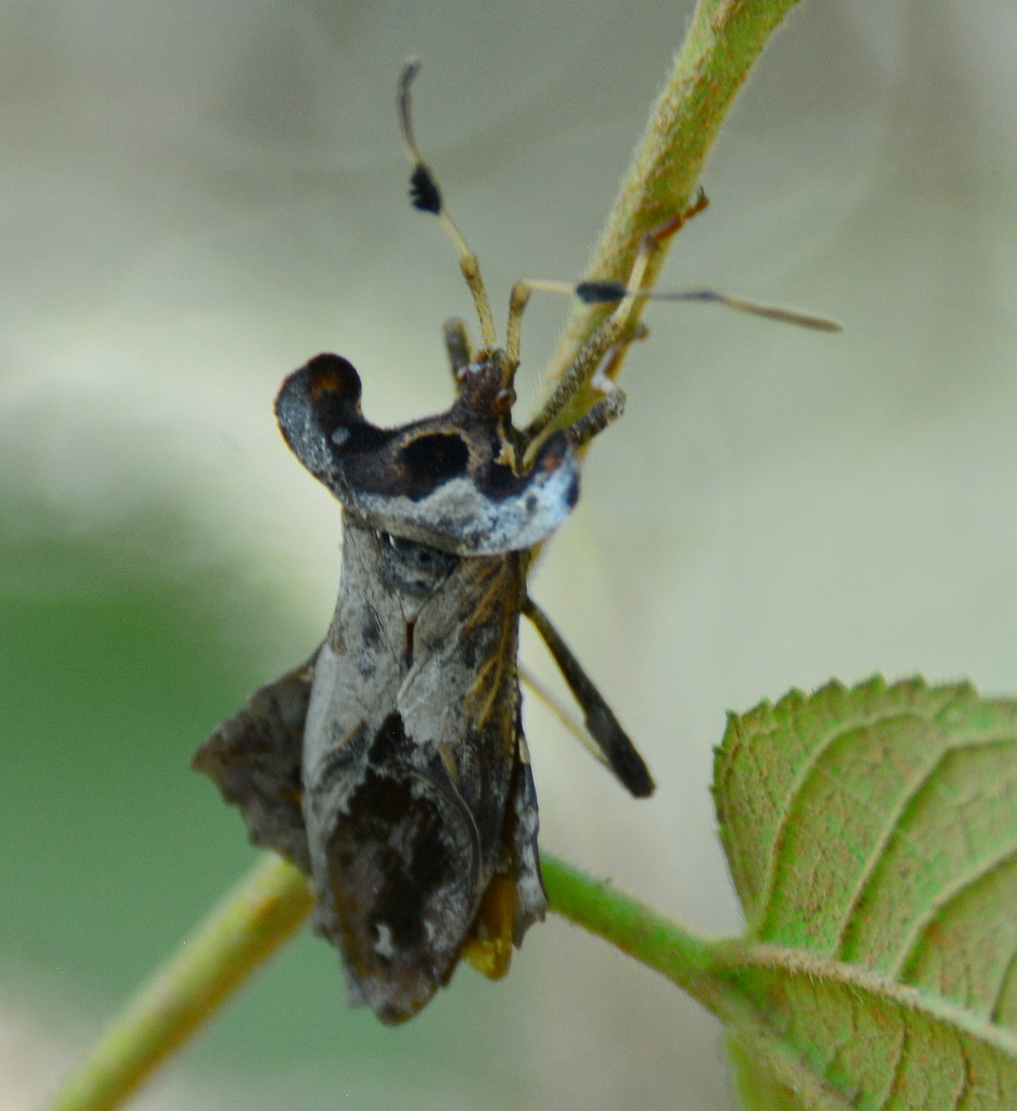 Odontorhopala