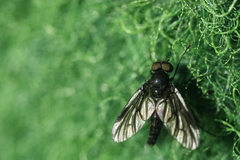 Symphoromyia