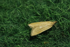 Helcystogramma rufescens