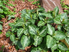 Trillium ludovicianum