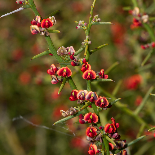 Daviesia devito Crisp & L.G.Cook