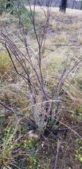 Acrothamnus hookeri