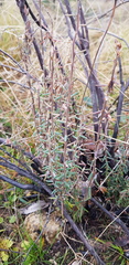 Acrothamnus hookeri
