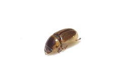 Aphodiini