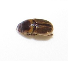 Aphodiini